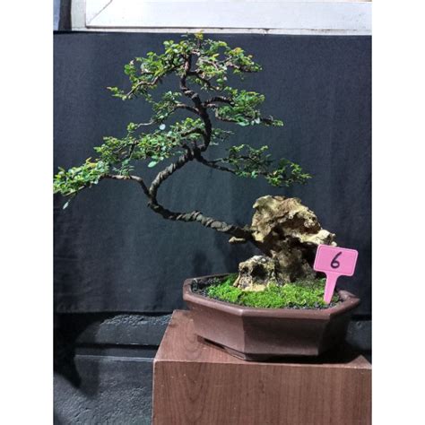 Jual Bonsai Otr Ulmus Micro Shopee Indonesia