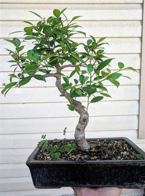 Ficus Weeks After Defoliation Heavy Pruning R Bonsai