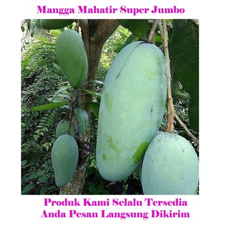 Tanaman Buah Mangga Mahatir Pohon Mangga Super Jumbo Mangga Malaysia