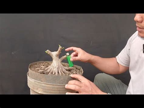 Bahan Bonsai Murmer Youtube