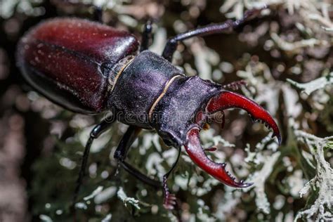 Male Stag Beetle Lucanus Cervus Stag Beetle Sitng On The Wooden Branch