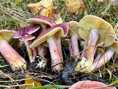 Рядовка жёлто-красная (Tricholomopsis rutilans) | Грибы и их виды ...