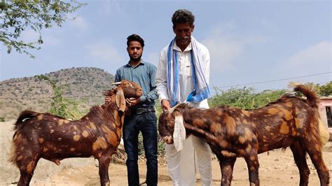 Best Sirohi Goats For Sale Jai Mahakal Goat Farm Ajmer Youtube