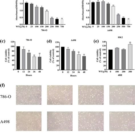 WY 14 643 Inhibits CcRCC Cell Proliferation And Changes The Morphology