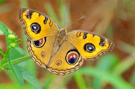 Ryukyu Life: Orange Butterfly with Eye Spots on Its Wings