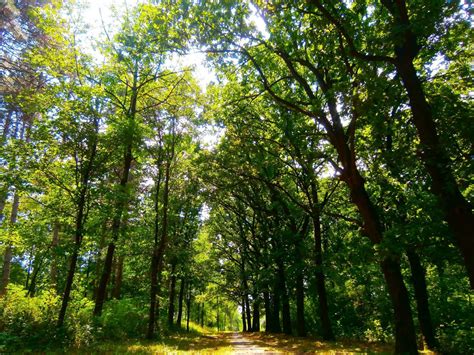 Hintergrundbilder 2048x1536 px Wald Grün Natur Park Serbien