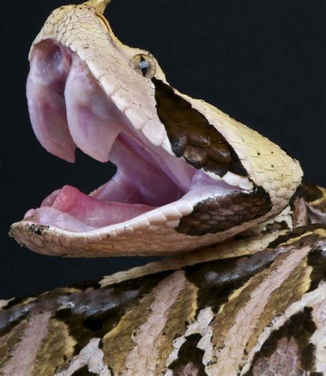 Gaboon Viper Fangs: Why They're the Biggest Snake Fangs in the World ...