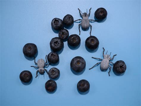 Blue Death Feigning Beetles : r/pics