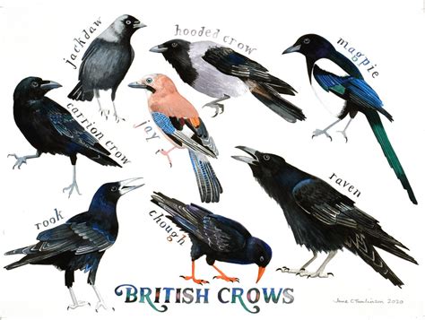 Crow Species