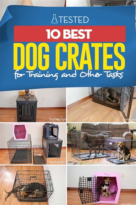 The 10 Best Dog Crates for Training and Other Tasks – Top Dog Tips