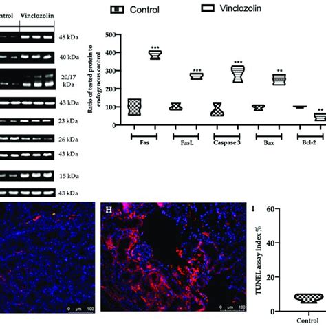 Effects Of Vinclozolin Exposure On Apoptosis Western Blot Analysis Of