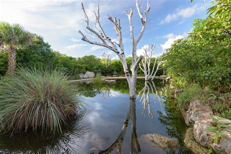 Asla General Design Award Of Honor The Leon Levy Native Plant