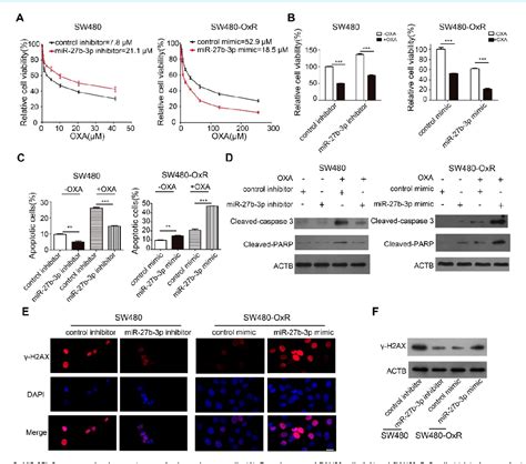 Figure 1 From The C Myc MiR 27b 3p ATG10 Regulatory Axis Regulates