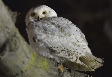 Rare Snowy Owl Appears In Washington Stunning Local Birdwatchers