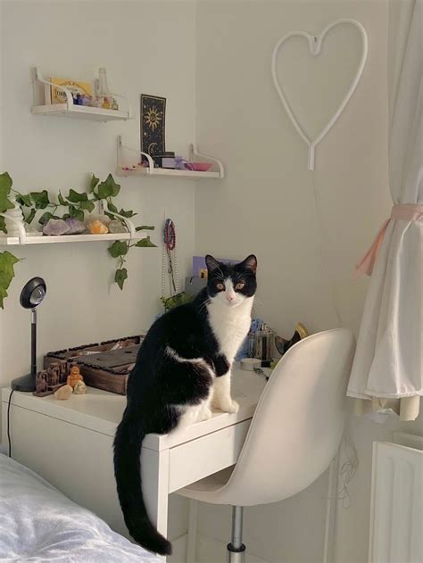 Black And White Cat Aesthetic Danish Pastel Cat Aesthetic Funny Cute