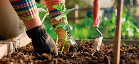 Tareas De Jardinería Para El Mes De Junio