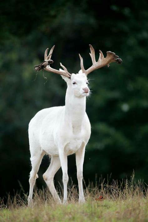 White Albino Deer