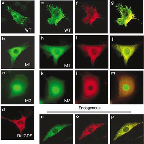 Co Localization Of Merlin With RalGDS In NIH3T3 Cells NIH3T3 Cells