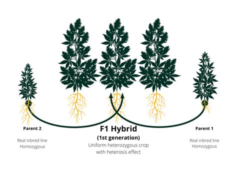 What Are F1 Hybrid Cannabis Plants F1 Seedtech