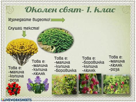 Околен свят - 1.клас interactive worksheet | Live Worksheets
