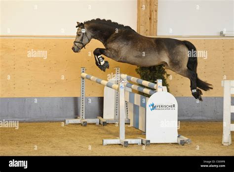 Connemara pony jumping hi-res stock photography and images - Alamy