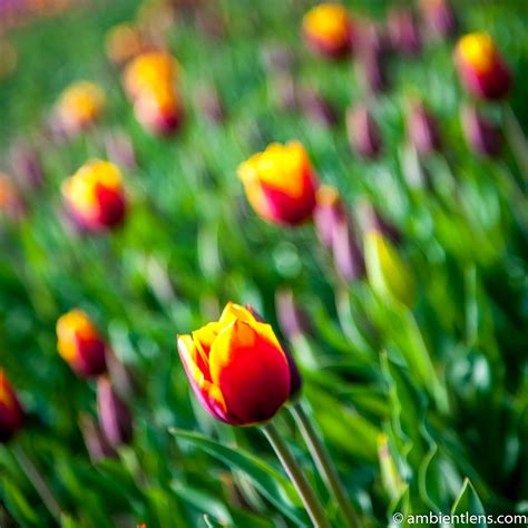 Orange and Yellow Tulips 1 (SQ) – Ambient Lens