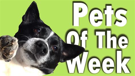 Pets Of The Week 020920 Youtube