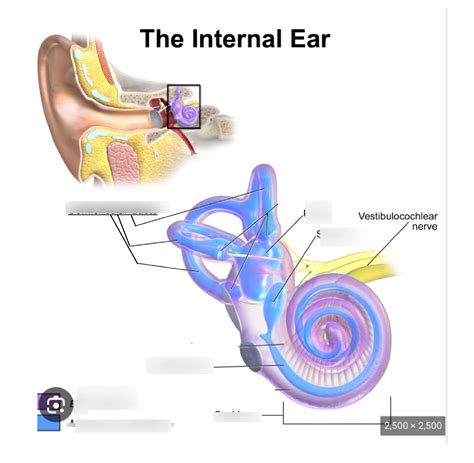 inner ear Diagram | Quizlet