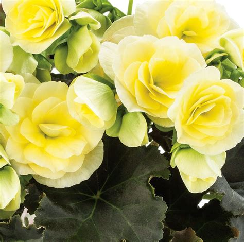 Rieger Begonia Annual Or Perennial Home And Garden Reference