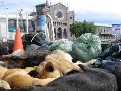 Econcientiza Brutal Matanza De Perros En Punta Arenas