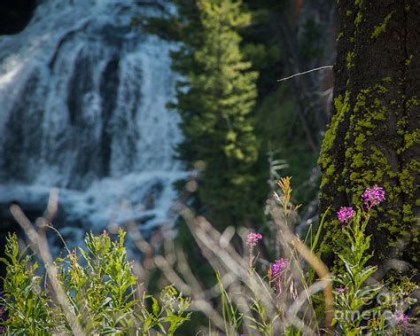 Undine Falls Photograph By Tiare Pitzer Pixels