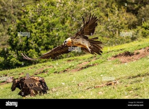 Bearded Vulture Gypaetus Barbatus In Flight Also Known As The