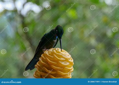 Close Up Of A White Necked Jacobin Hummingbird Or Colibri Sipping