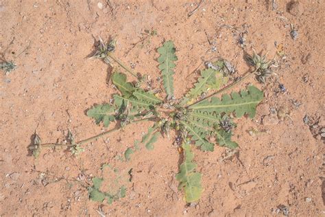 Launaea Capitata Spreng Dandy Plants Of The World Online Kew Science