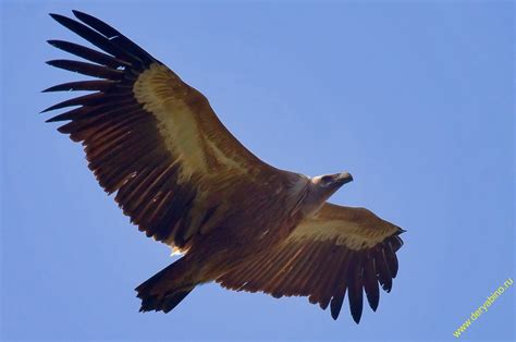 Белоголовый сип Gyps fulvus Griffon Vulture