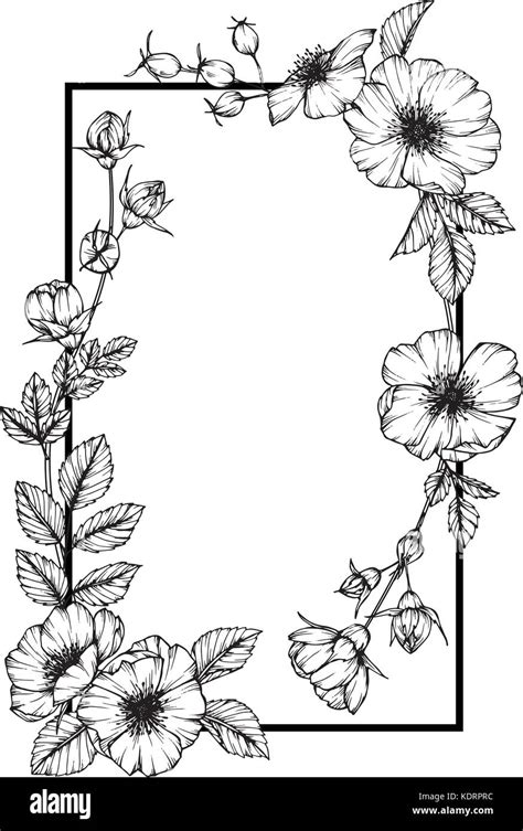 Las Rosas Silvestres Ilustración Dibujo De Flores Blanco Y Negro Con