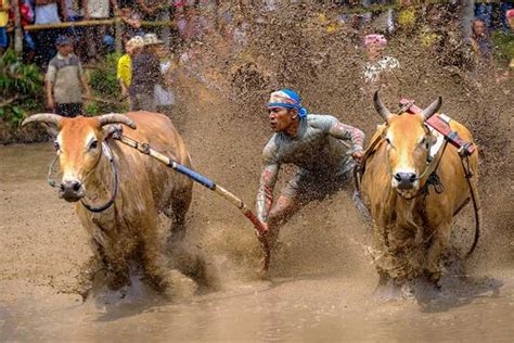 Mendikbud Tetapkan Alek Pacu Jawi Tanah Datar Sebagai Warisan Budaya