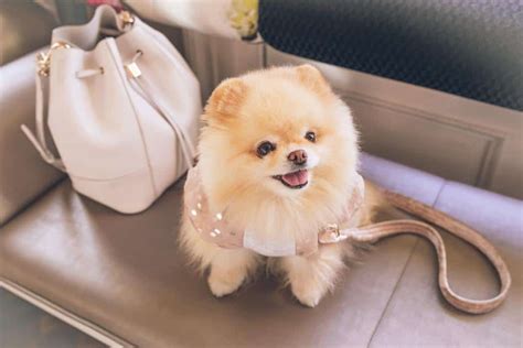 The Best Dog Purse For Fashionable Dog Owners Your Dog Advisor