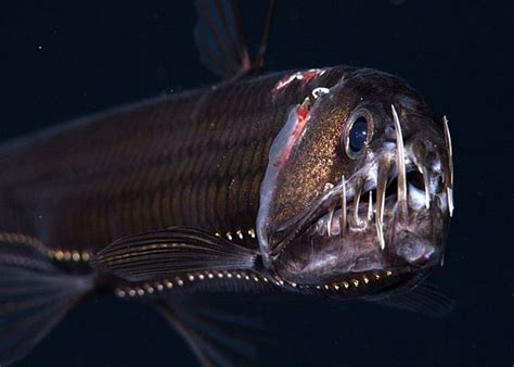 Pacific Viperfish Deep Sea Creatures Deep Sea Deep Sea Life