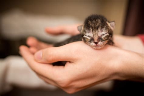 Tienes Un Gatito Beb Esta Es La Gu A De Cuidados B Sicos Para Ti