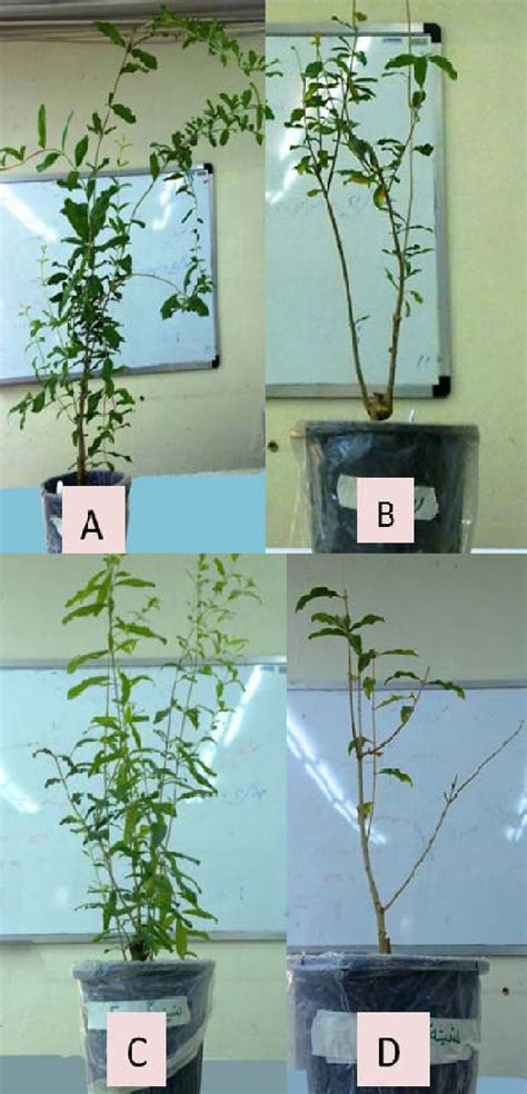 Growth Of Two Pomegranate Genotypes In Control 100 Fc And Severe Download Scientific Diagram