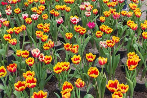 Beautiful Bouquet of Tulips Colorful in Spring Stock Image - Image of natural, leaf: 112367425