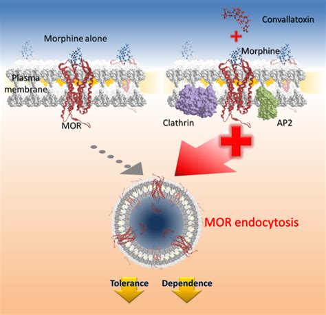 Convallatoxin Enhance The Ligand Induced Mu Opioid Receptor Endocytosis