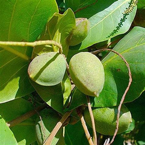 Mphmi Plants Madagascar Almond Mini Badam Plant Terminalia Mantaly