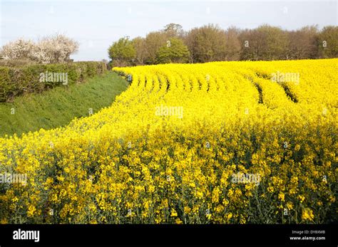 Yellow Flowers Of Oil Seed Rape Or Canola Crop Growing In A Field Eyke