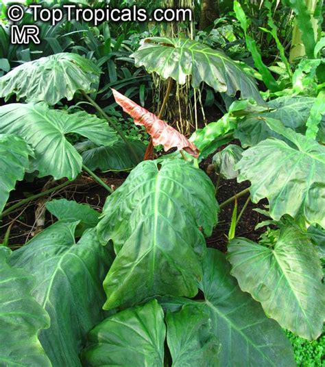 Alocasia Macrorrhiza Giant Taro Giant Elephant Ear Upright Elephant