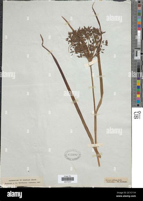 Scirpus sylvaticus Scirpus sylvaticus Stock Photo - Alamy