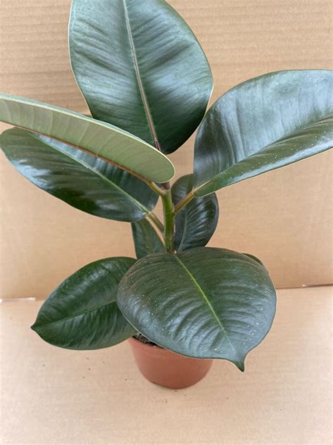 Pr Live Plant Ficus Elastica Large Peregrine