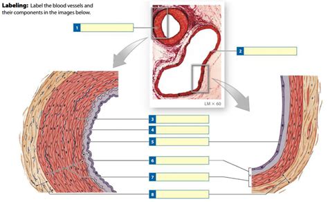 Blood Vessels Diagram Quizlet