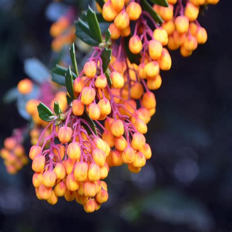 Flowering Berberis Species by aegiandyad on deviantART